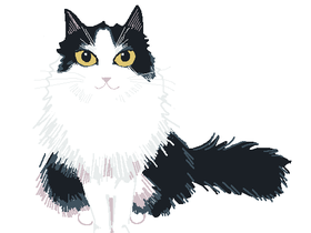cici.PNG
