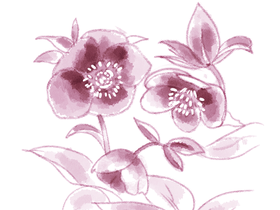 flower%20practice%20hellebore.png