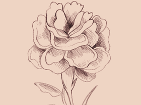 rose%20sketch.png